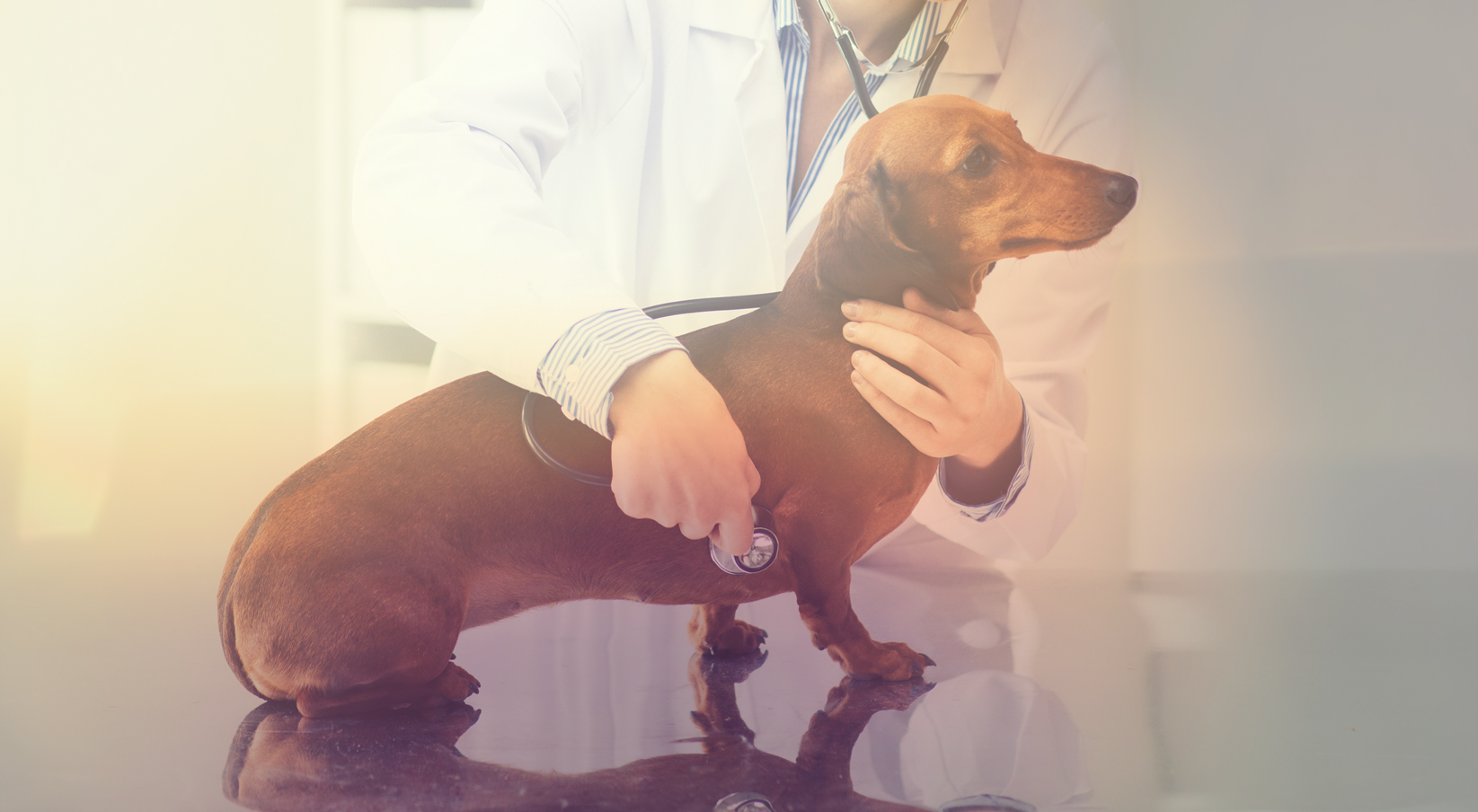 Seatown vet dog wellness exam