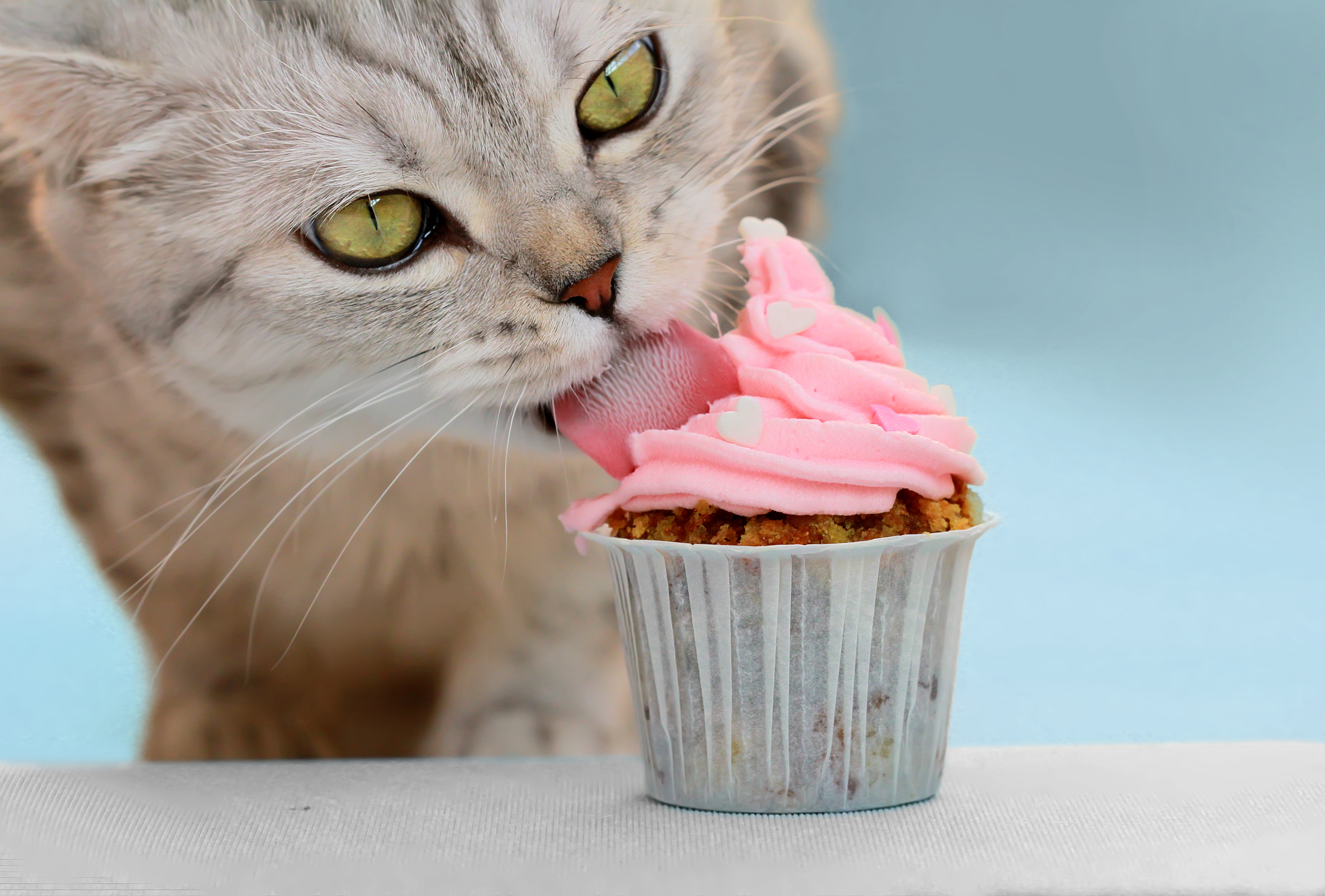 Seatown feline nutrition