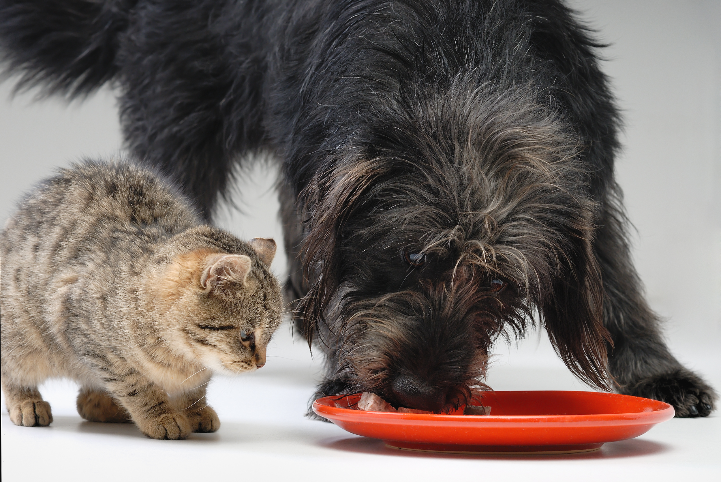 Seatown dog and cat nutritional consults