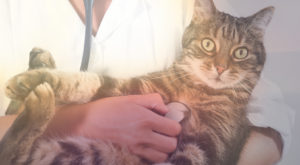 Seatown vet feline wellness exam