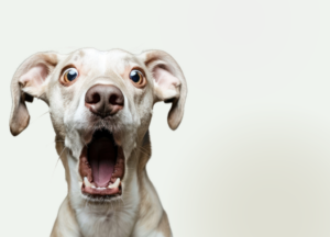 Seatown Vet Partnering with PawlicyAdvisor